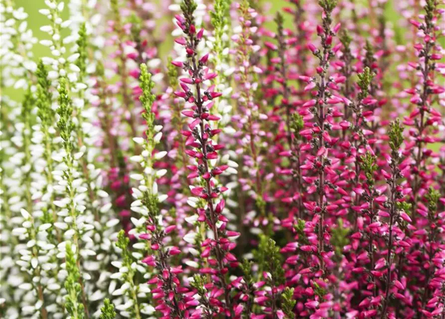 Calluna vulgaris Trio-Girls®