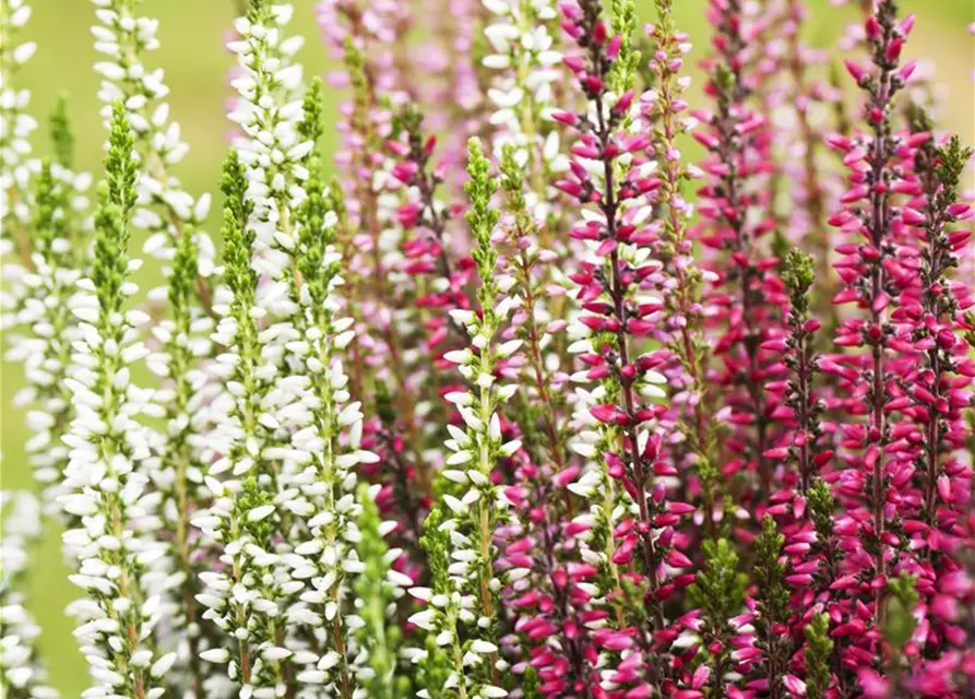 Calluna vulgaris Trio-Girls®