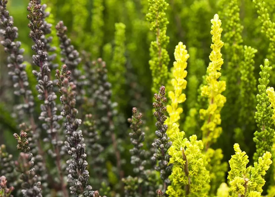 Calluna vulgaris Trio-Girls®