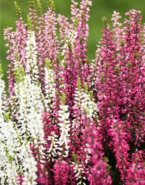 Calluna vulgaris Trio-Girls®