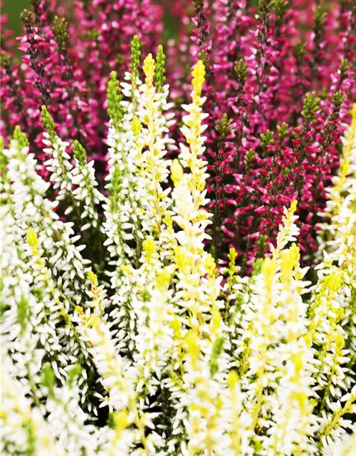 Calluna vulgaris Trio-Girls®