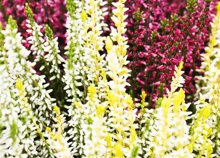 Calluna vulgaris Trio-Girls®