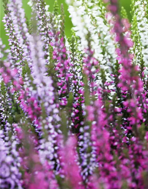 Calluna vulgaris Trio-Girls®