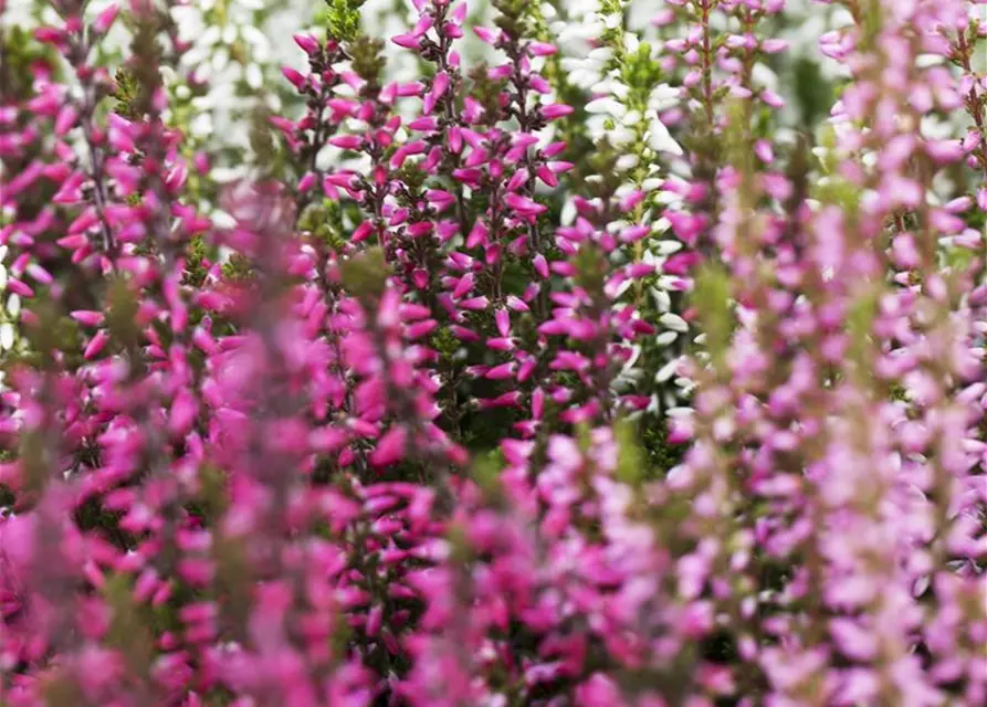 Calluna vulgaris Trio-Girls®