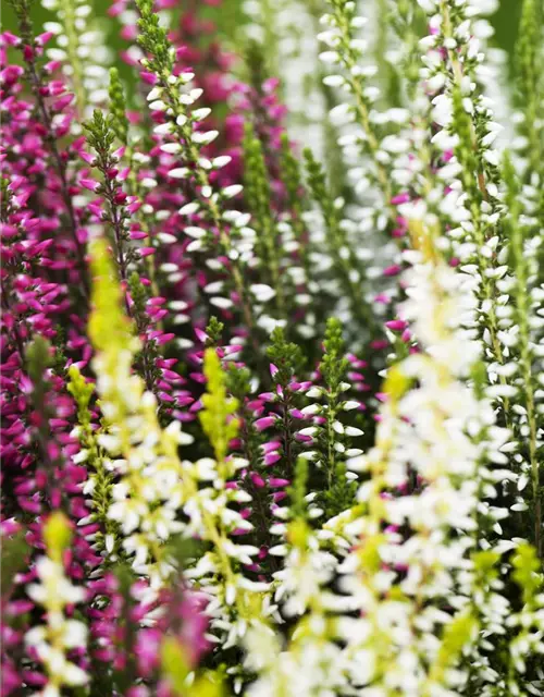 Calluna vulgaris Trio-Girls®