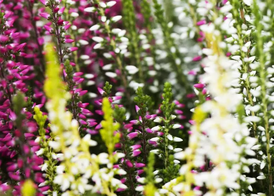 Calluna vulgaris Trio-Girls®