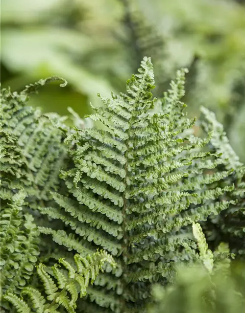 Athyrium filix-femina