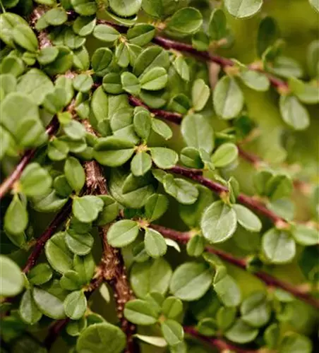 Cotoneaster procumbens 'Streibs Findling'