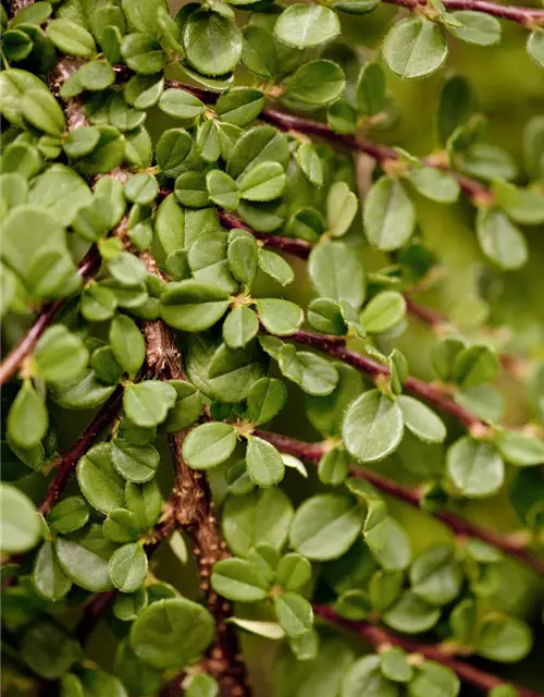 Cotoneaster procumbens 'Streibs Findling'