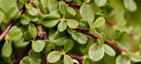 Cotoneaster procumbens 'Streibs Findling'