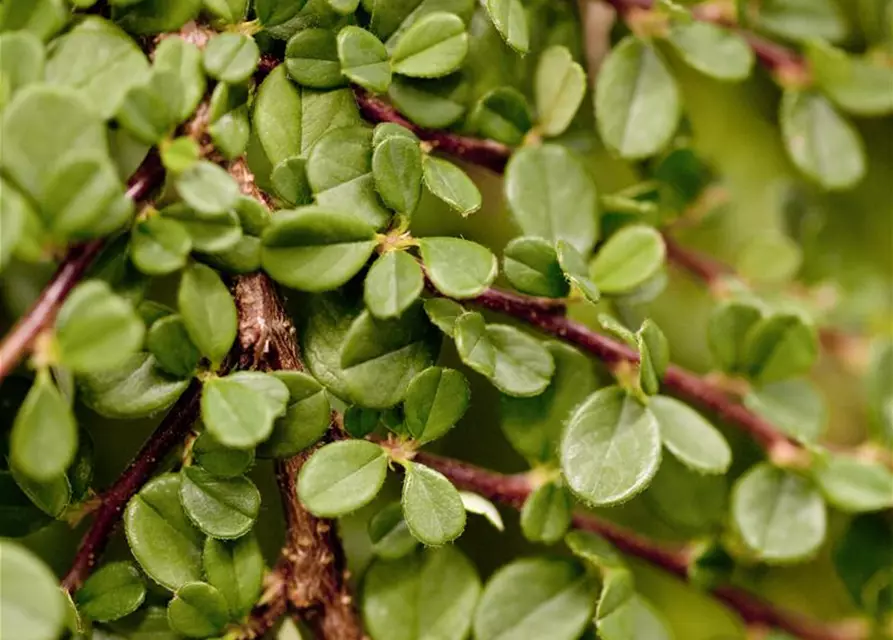 Cotoneaster procumbens 'Streibs Findling'