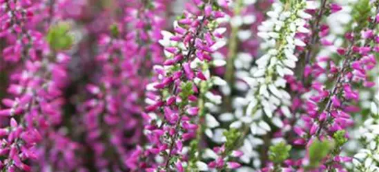 Calluna vulgaris Twingirls®