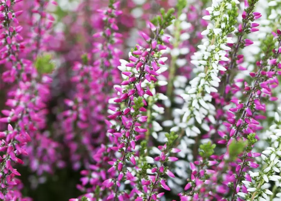 Calluna vulgaris Twingirls®