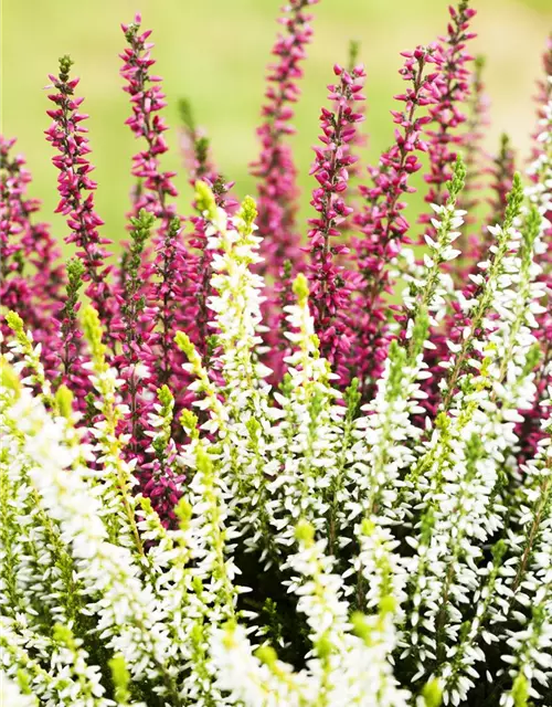 Calluna vulgaris Twingirls®