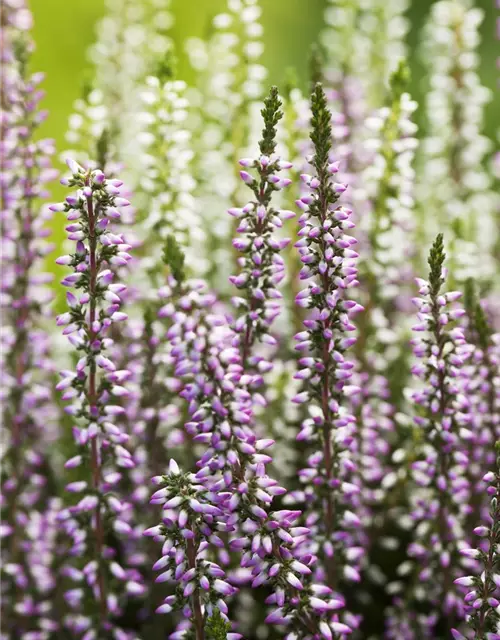 Calluna vulgaris Twingirls®