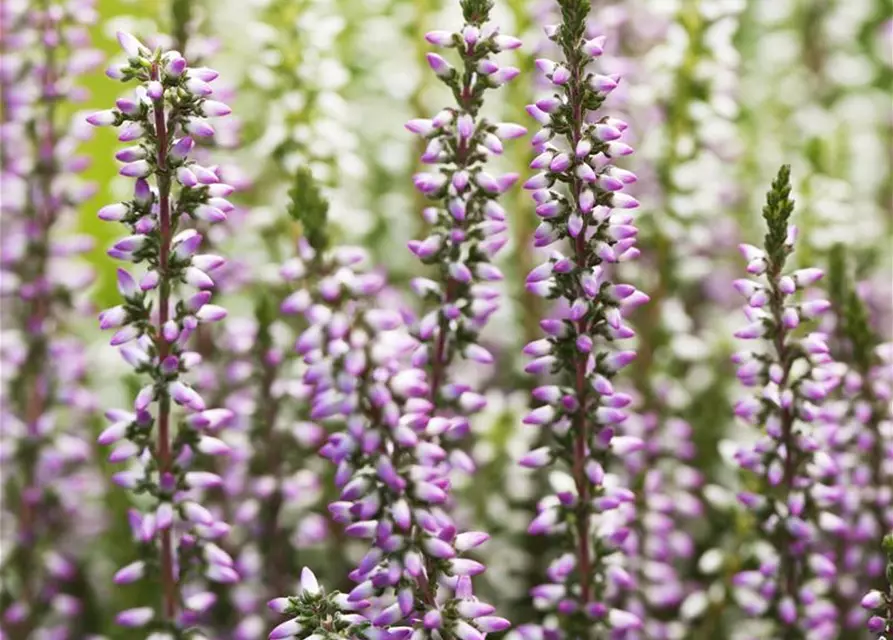 Calluna vulgaris Twingirls®