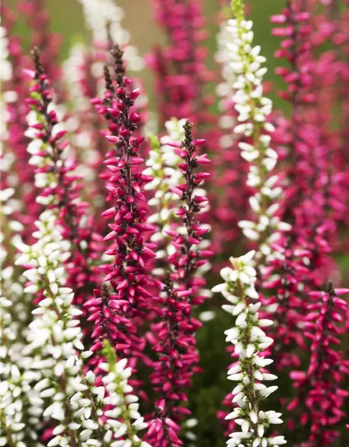 Calluna vulgaris Twingirls®