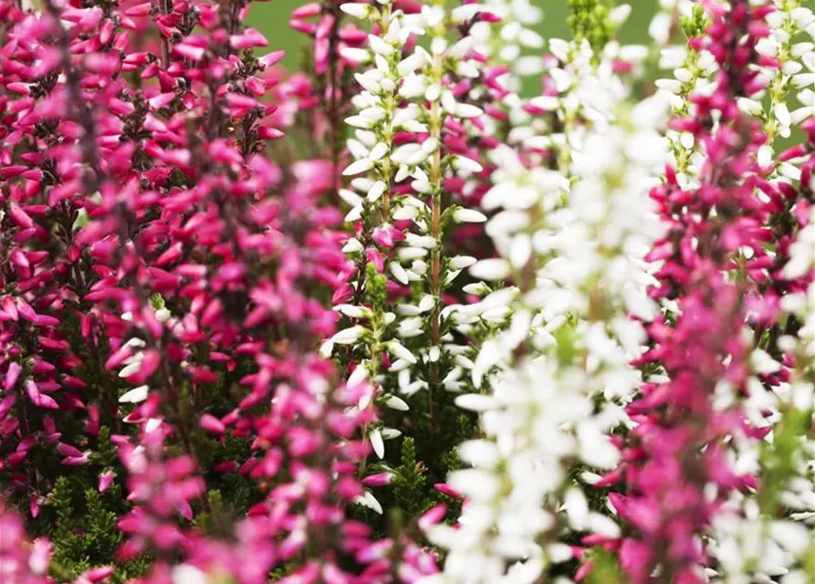 Calluna vulgaris Twingirls®