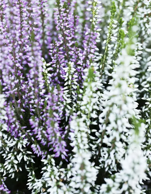 Calluna vulgaris Twingirls®