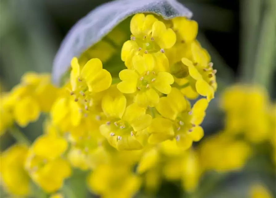 Aurinia saxatilis