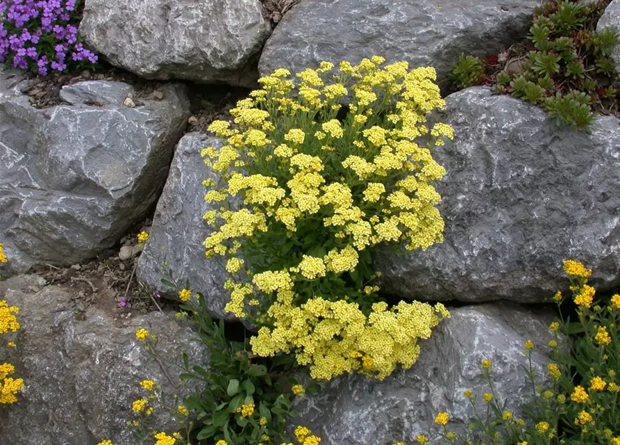 Aurinia saxatilis