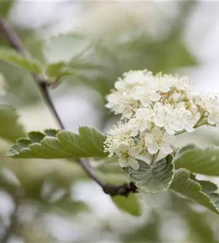 Crataegus laevigata