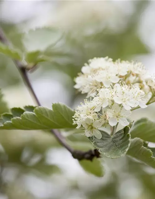 Crataegus laevigata