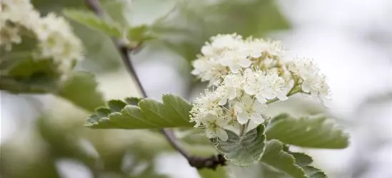 Crataegus laevigata