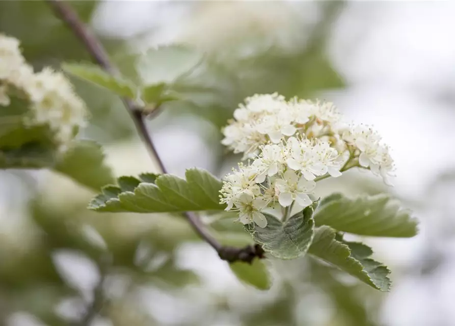 Crataegus laevigata