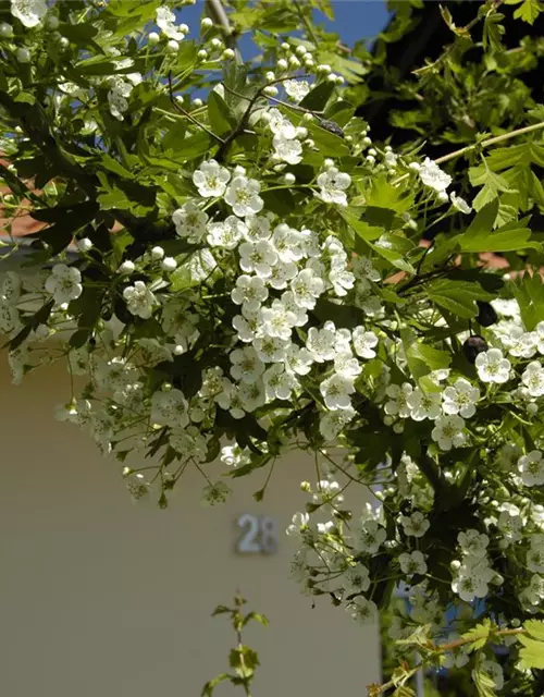 Crataegus laevigata