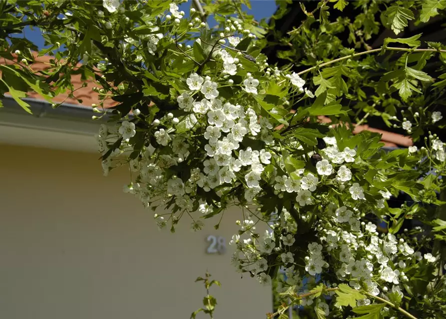 Crataegus laevigata