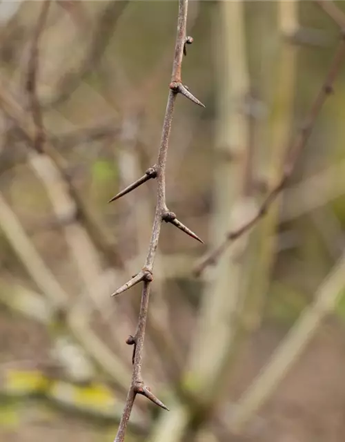 Crataegus laevigata