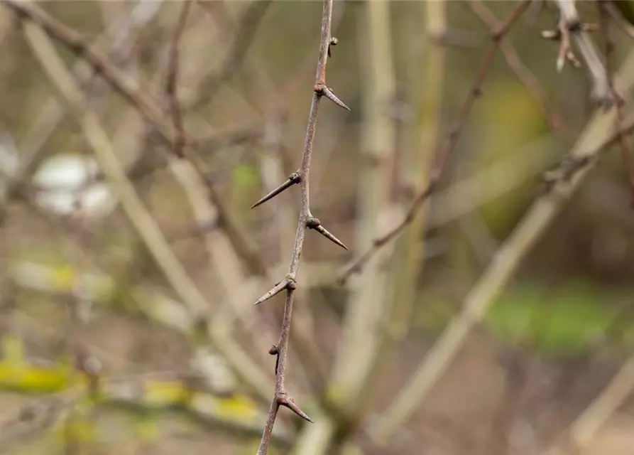 Crataegus laevigata