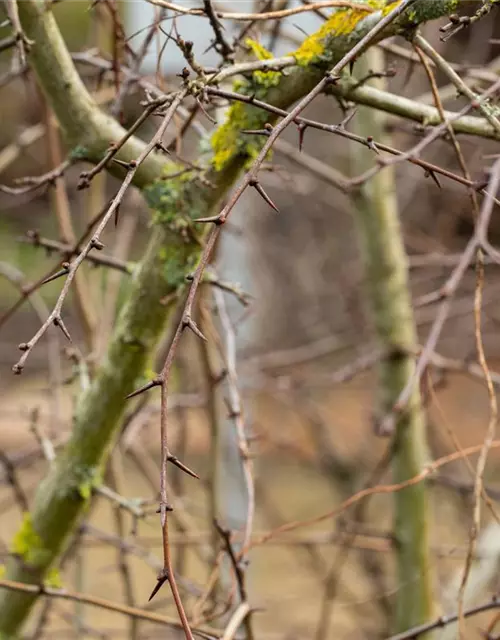 Crataegus laevigata