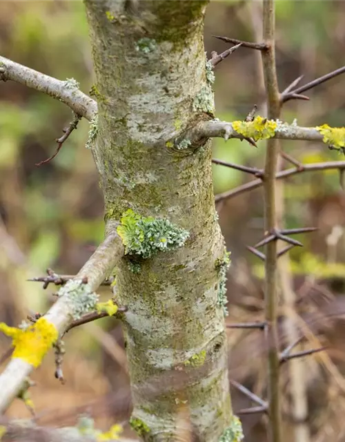 Crataegus laevigata