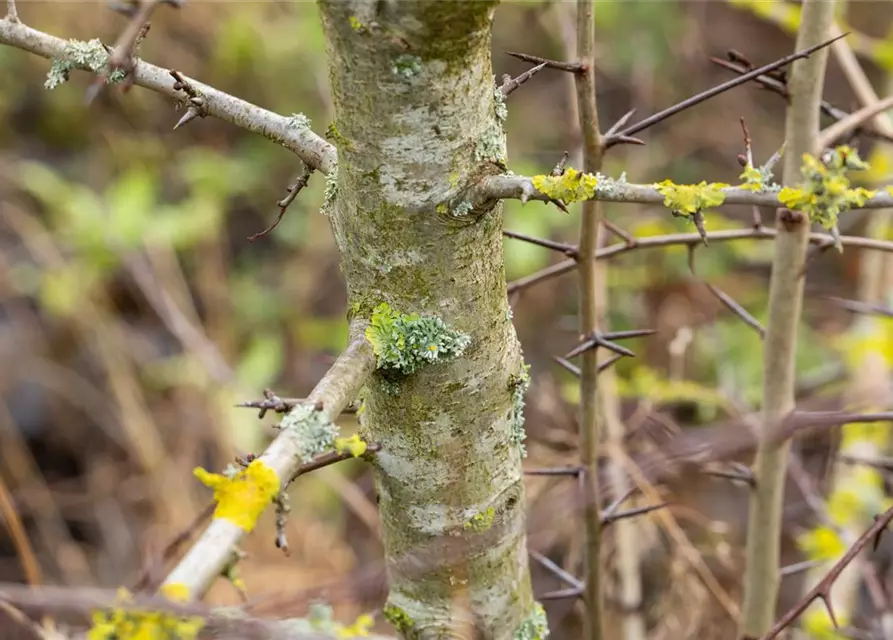 Crataegus laevigata