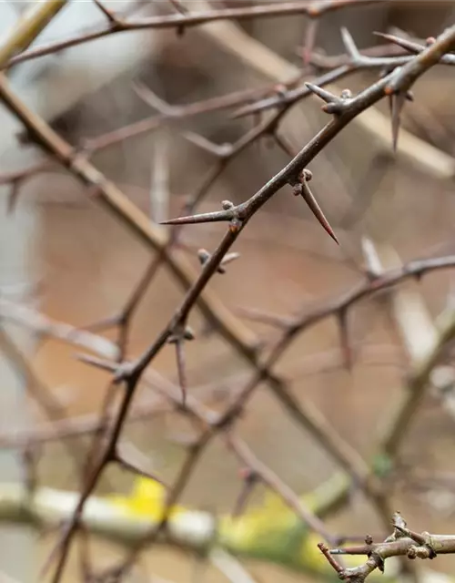 Crataegus laevigata