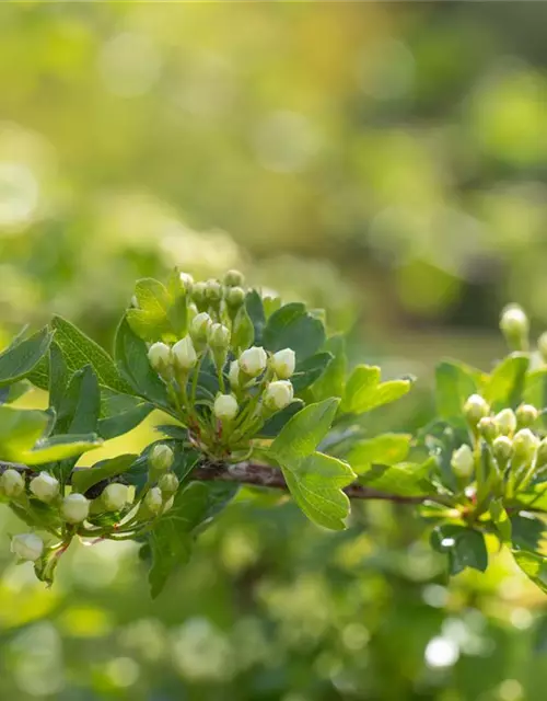 Crataegus laevigata