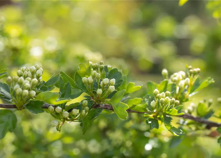 Crataegus laevigata