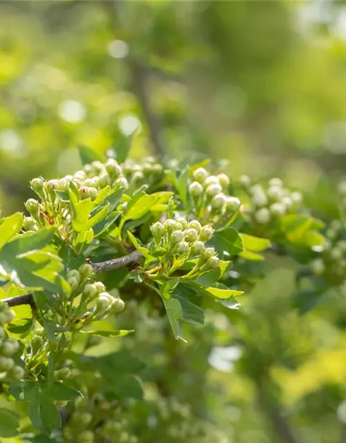 Crataegus laevigata