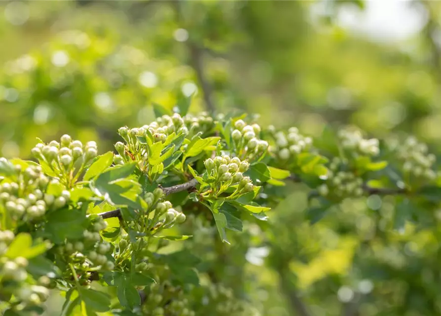 Crataegus laevigata