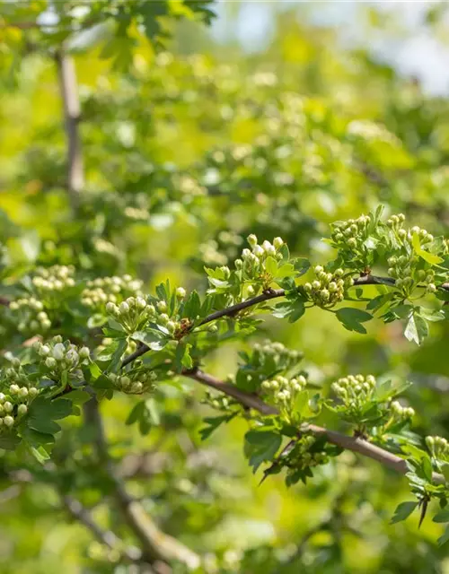 Crataegus laevigata