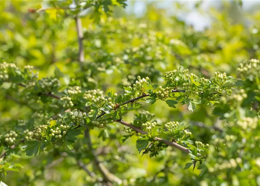 Crataegus laevigata