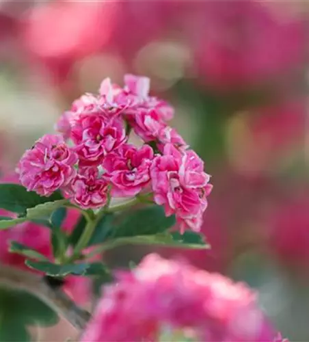 Crataegus laevigata 'Paul´s Scarlet'