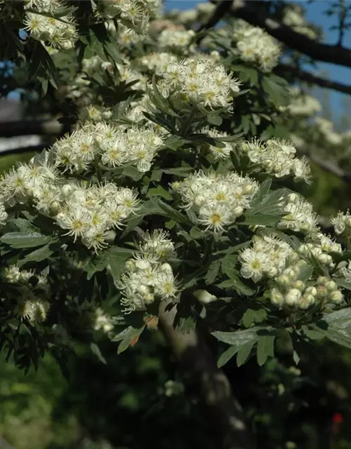 Crataegus monogyna