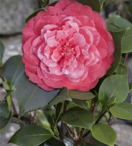 Camellia japonica