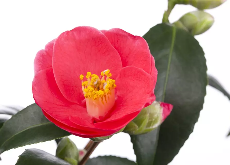 Camellia japonica