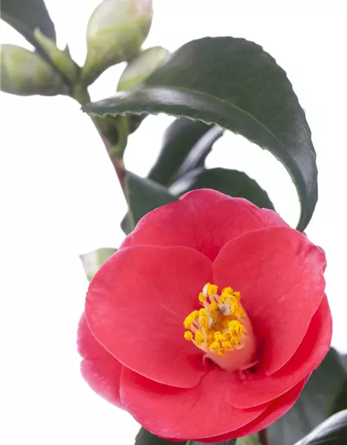 Camellia japonica