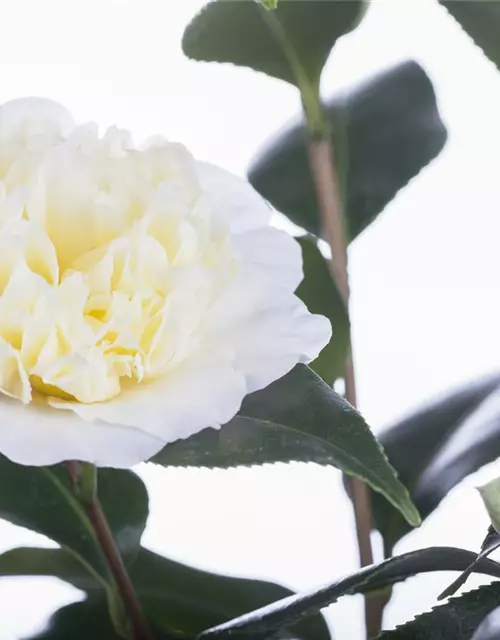 Camellia japonica