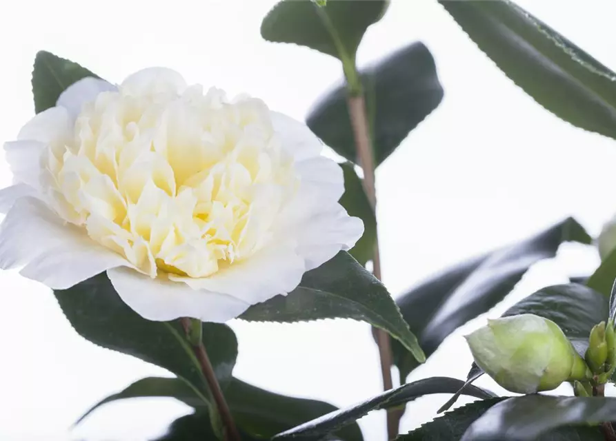 Camellia japonica